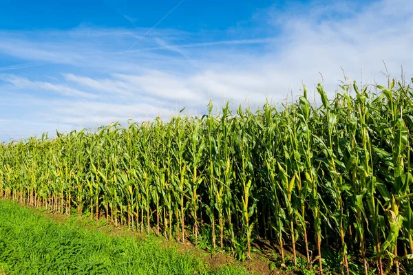 Campo Maíz Verde Día Soleado Bretaña Francia Cielo Azul Claro —  Fotos de Stock