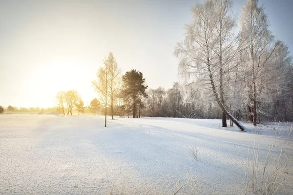 Schneebedecktes Münzfeld Einem Klaren Sonnigen Tag Mit Blauem Himmel Birken — Stockfoto