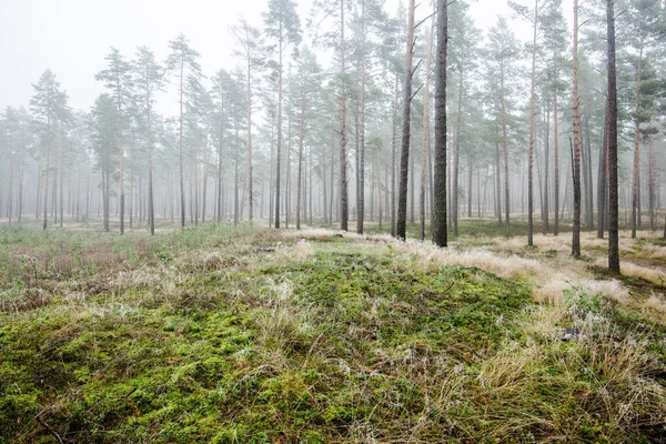Лесной Пейзаж Утренний Туман Сквозь Сосны Облачный Зимний День Латвия — стоковое фото