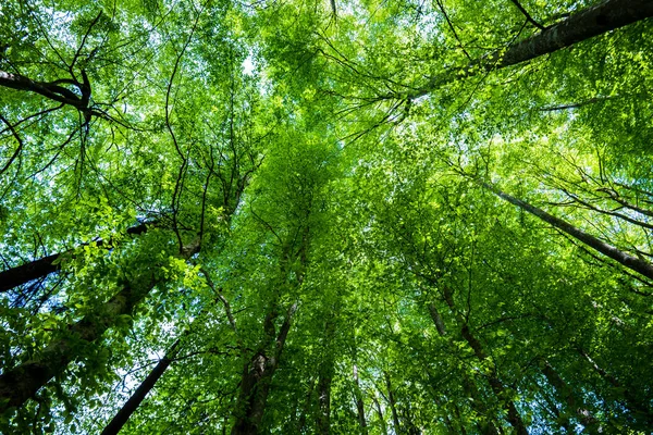 Letní Lesní Krajina Zelený Bukový Les Stromy Blízko Sebe Německo — Stock fotografie