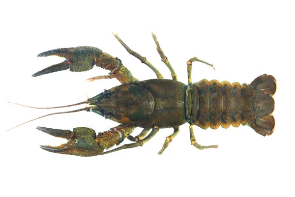 Female Noble Crayfish Astacus Astacus Large Live Crayfish Isolated White — Stock Photo, Image