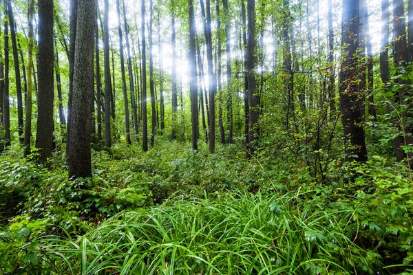Blick Auf Einen Grünen Sumpfwald Nach Dem Regen Sonnenlicht Durch — Stockfoto