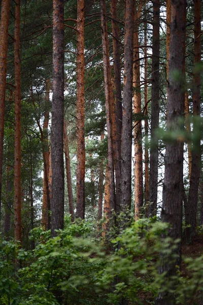 Paisagem Verão Floresta Pinheiro Depois Chuva Árvores Musgo Samambaia Close — Fotografia de Stock