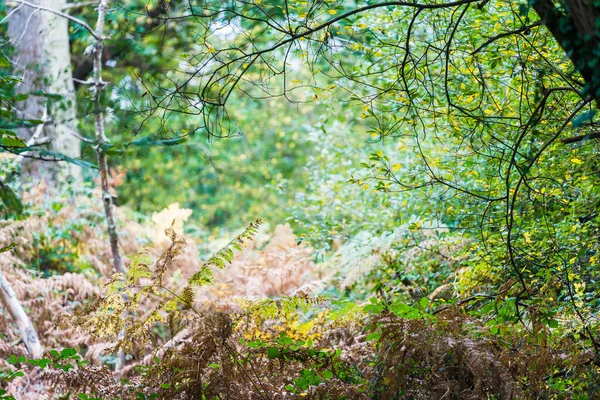 Herfst Boslandschap Met Mos Bedekte Bomen Varens Kleurrijke Bladeren Carnac — Stockfoto