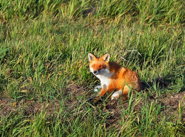 Ein Fuchs Sitzt Gras Bei Sonnenuntergang Nahaufnahme Lettland — Stockfoto