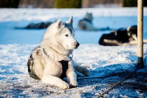 Husky Walking Playing Snow Clear Sunny Winter Day Lapland Finland — Stock Photo, Image