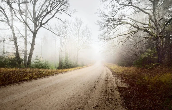 Country Landscape Empty Dirt Road Old Trees Strong Morning Fog — Stock Photo, Image