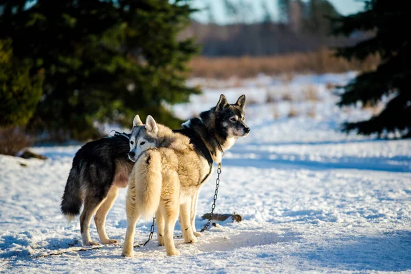 Husky Wandern Und Spielen Schnee Einem Klaren Sonnigen Wintertag Lappland — Stockfoto