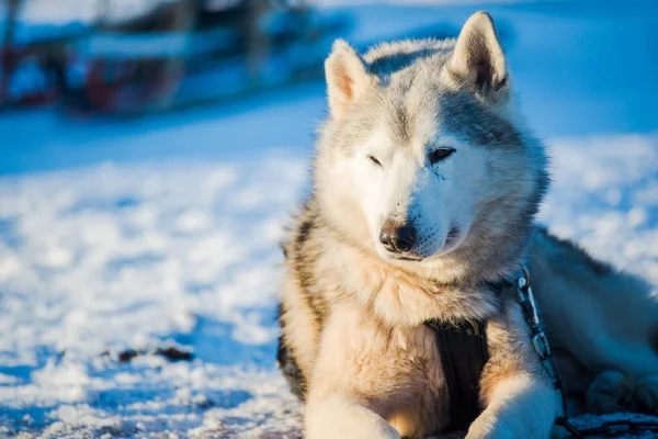 Husky Caminando Jugando Nieve Claro Día Soleado Invierno Laponia Finlandia — Foto de Stock