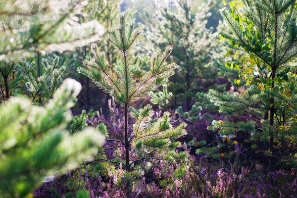 Pavimento Foresta Fiori Erica Fiorenti Una Nebbia Del Mattino Abeti — Foto Stock