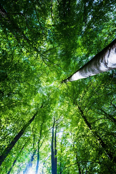 Paisaje Forestal Verano Bosque Haya Verde Árboles Primer Plano Alemania — Foto de Stock