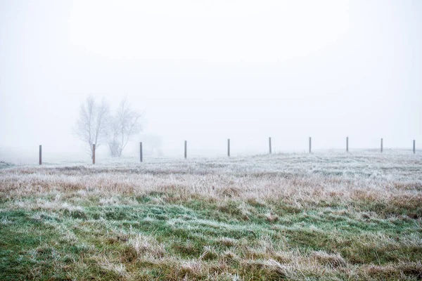 Winter Landscape Misty Morning Field Frost Snow Grass Latvia — Stock Photo, Image