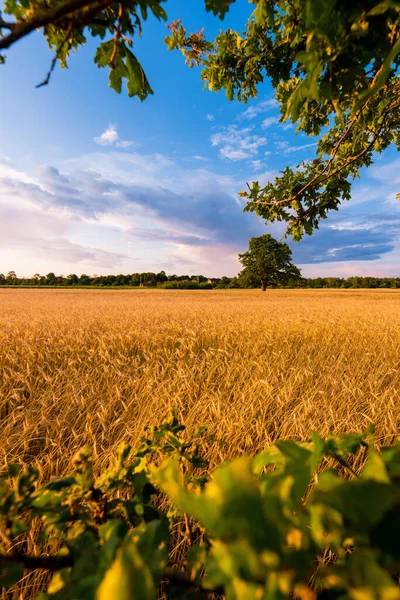 Landwirtschaftliche Getreidefelder Bei Sonnenuntergang Einsame Eiche Und Wald Hintergrund Bunte — Stockfoto
