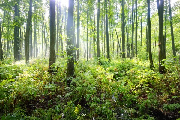 雨后绿色沼泽森林的景象 阳光照射在树干上 拉脱维亚 — 图库照片