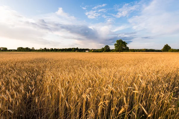 Champ Agricole Coucher Soleil Chêne Solitaire Forêt Arrière Plan Nuages — Photo