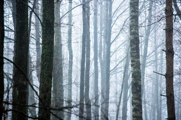 Lesní Krajina Ranní Mlha Zamračeném Zimním Dni Lotyšsko — Stock fotografie