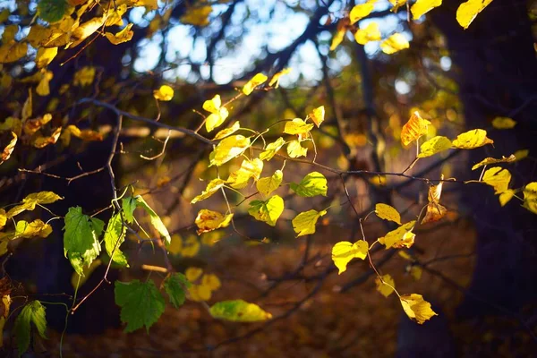 Jesień Parku Miejskim Niemcy Drzewa Liściaste Kolorowymi Zielonymi Żółtymi Pomarańczowymi — Zdjęcie stockowe