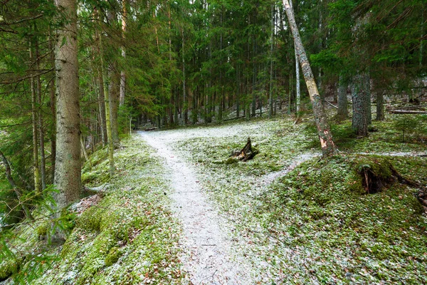 Sendero Través Las Colinas Cubiertas Nieve Bosque Mixto Coníferas Pinos —  Fotos de Stock