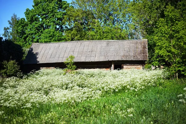 Altes Traditionelles Hölzernes Landhaus Waldrand Klarer Sonniger Tag Insel Ruhnu — Stockfoto