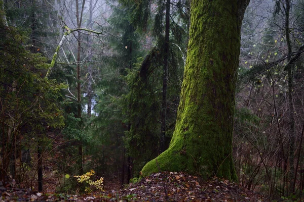 Regnig Höstdag Utsikt Över Skogssjön Fir Och Tallar Mossiga Trädstammar — Stockfoto