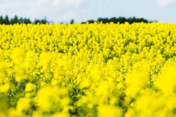 Beau Champ Avec Des Fleurs Jaunes — Photo