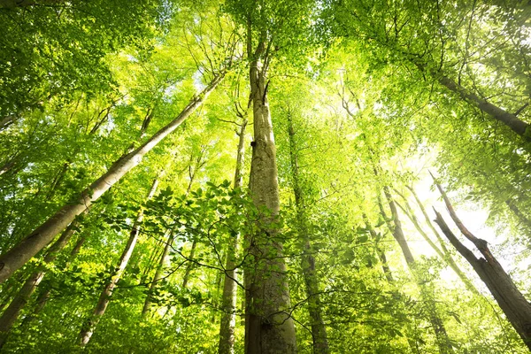 Yaz Ormanı Manzarası Yeşil Kayın Ormanı Yakın Ağaçlar Almanya — Stok fotoğraf