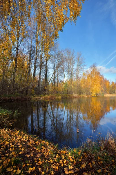 Podzimní Krajina Lesní Řeka Stromy Pozadí Golden Birch Tree Blue — Stock fotografie