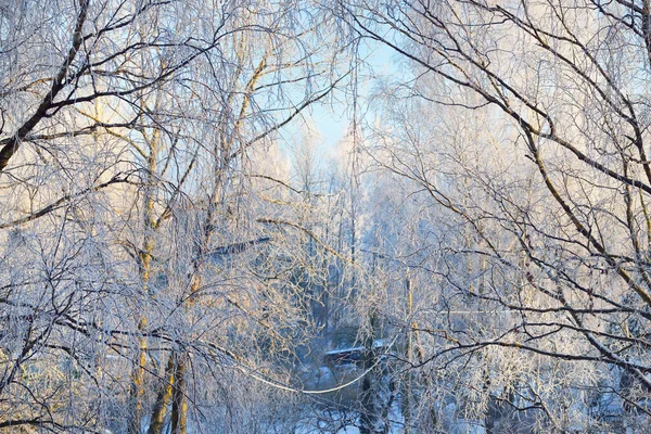 Solig Vinterdag Snötäckta Björkar Närbild Klarblå Himmel Grekland — Stockfoto