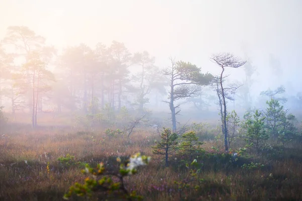 Gün doğumunda bir bataklık. Genç çam ağaçları yakın plan. Sis ve açık mavi sabah gökyüzü. Altın güneş ışığı. Kemeri, Letonya