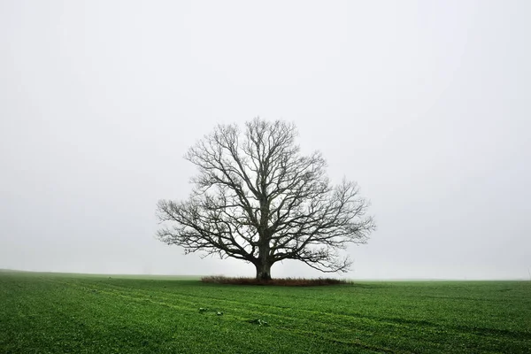 乡村风景 一片空旷的绿色农田 晨雾弥漫 没有树叶的老橡树 — 图库照片