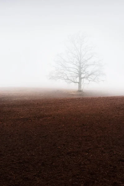 Paesaggio Rurale Campo Agricolo Vuoto Una Forte Nebbia Mattutina Quercia — Foto Stock