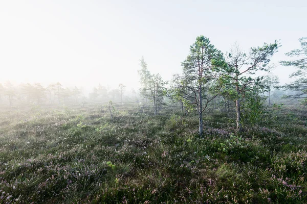 日出时的沼泽 松树幼树的特写 雾气和晴朗的蓝天 多雾的风景Kemeri 拉脱维亚 — 图库照片