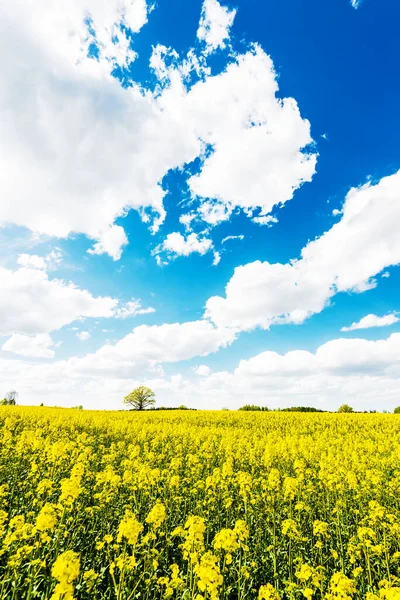 Beau Champ Avec Des Fleurs Jaunes — Photo