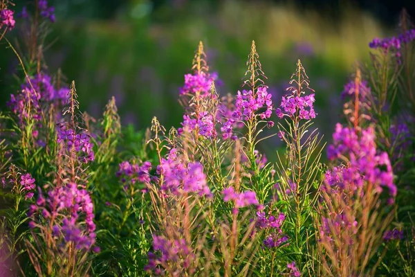 Rosa Blumen Bei Sonnenuntergang Nahaufnahme Blühendes Land Sommerlandschaft Warmes Abendsonnenlicht — Stockfoto