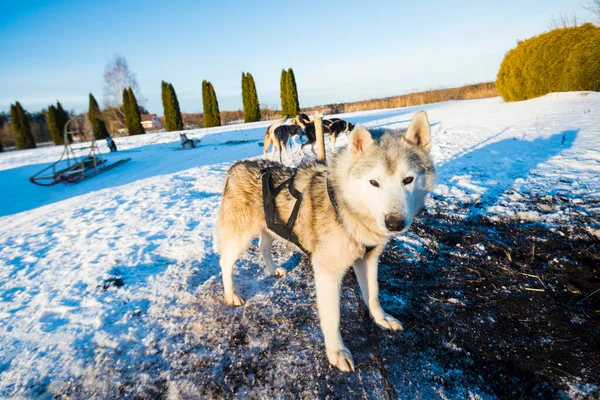 Хаски Гуляет Играет Снегу Ясным Солнечным Зимним Днем Лапландия Финляндия — стоковое фото