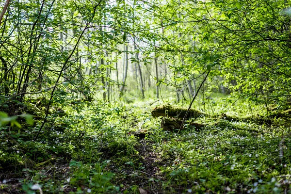 Letní Lesní Krajina Zelené Stromy Zblízka Finsko — Stock fotografie
