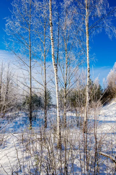 Αγροτικό Τοπίο Θέα Στο Χιονισμένο Χωράφι Και Τις Σημύδες Μια — Φωτογραφία Αρχείου