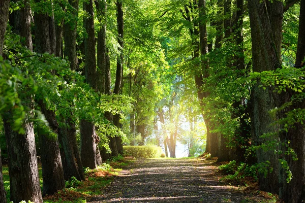 Літній Пейзаж Алея Через Високі Зелені Дерева Міському Парку Яскраве — стокове фото