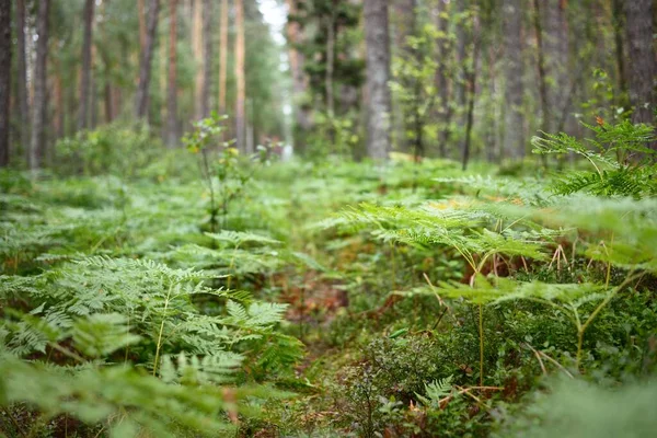 Dark Forest Scene Fern Leaves Close Finland — Stock Photo, Image