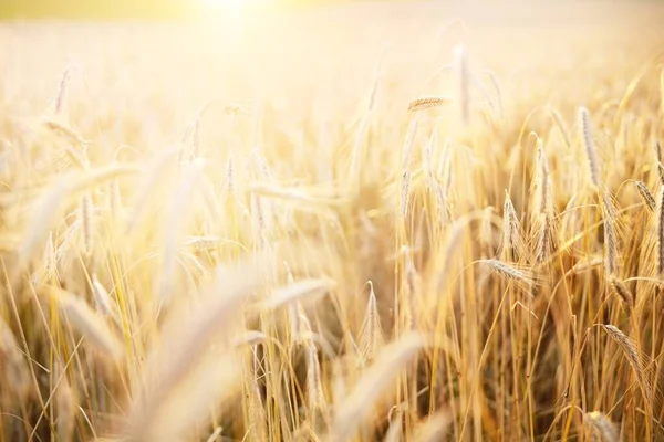Jordbruksgrödor Fält Vid Solnedgången Konsistens Och Närbild Rent Gyllene Ljus — Stockfoto