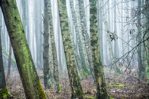 Paysage Forestier Brouillard Matinal Par Une Journée Nuageuse Hiver Lettonie — Photo