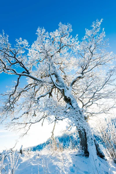 Carvalho Velho Coberto Neve Colina Dia Ensolarado Inverno Céu Azul — Fotografia de Stock