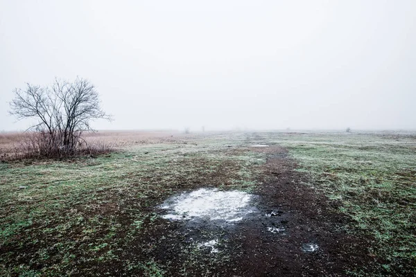 Winter Landscape Misty Morning Field Frost Snow Grass Lonely Tree — Stock Photo, Image