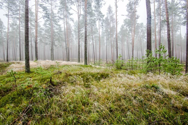 Het Boslandschap Ochtendmist Door Pijnbomen Een Bewolkte Winterdag Letland — Stockfoto