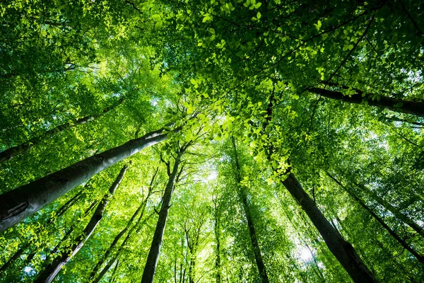 Paisaje Forestal Verano Bosque Haya Verde Árboles Primer Plano Alemania — Foto de Stock