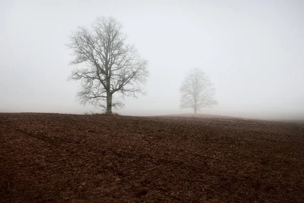 乡村风景 一片空旷的农田 晨雾弥漫 没有树叶的老橡树 — 图库照片