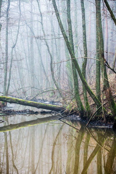 Dark forest landscape. A river and trees in the fog on a cloudy winter day. Latvia