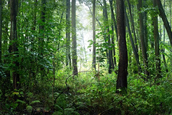 Blick Auf Einen Sumpfigen Wald Einem Bewölkten Sommertag Bäume Aus — Stockfoto