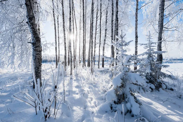 Заснеженные Березы Ели Крупным Планом Зимний Лес Латвия — стоковое фото