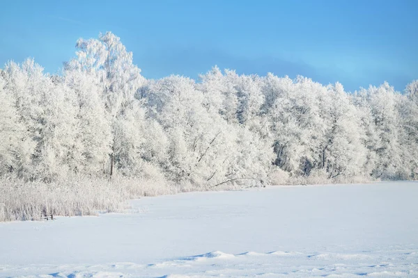 晴れた冬の日 背景には氷結した川と雪に覆われた木々の景色 澄んだ青い朝の空 ラトビア — ストック写真